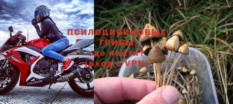 Псилоцибиновые грибы MAGIC MUSHROOMS  купить наркоту  Новозыбков 